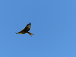 FZ023263 Red kites (Milvus milvus).jpg